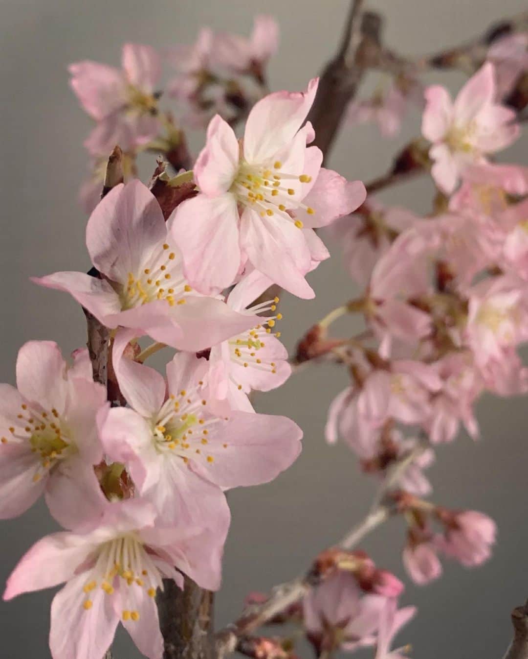 白井ゆかりさんのインスタグラム写真 - (白井ゆかりInstagram)「.. 春がやってきた🏠🌸  雨☔️なので、おうちでゆっくり桜を愛でたいと思います 今年は、東海桜をお迎えしてみました🌸 (お店の方に、帰り道気をつけてくださいね。って言われるくらい大きいのに気づかないで、ルンルンで帰って花瓶にいれたら、大きいなっ‼︎って声出ちゃってた笑)  優しいピンク色に癒されます🥰  #春 #桜 #東海桜 #春コーデ #春服 #お家でお花見 #我が家に春 #おうちお花見しませんか」3月21日 11時19分 - yukari_shirai625