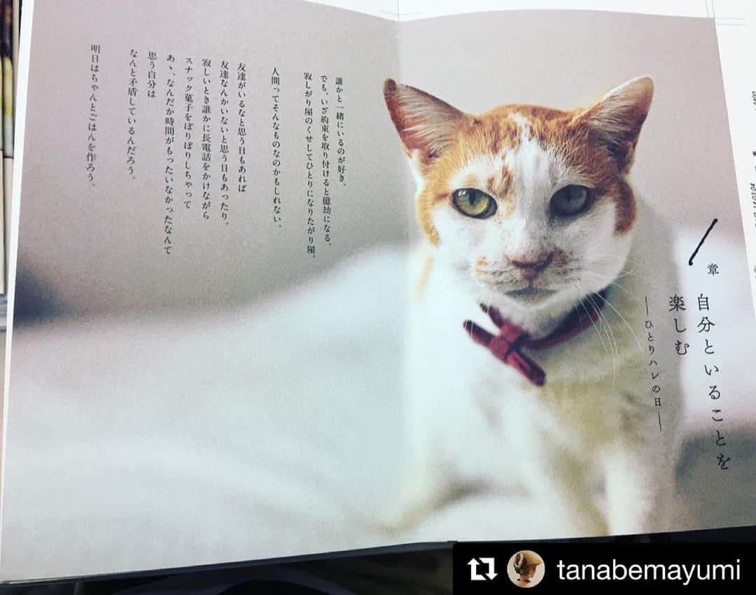 のインスタグラム：「『ねこしき』の編集者タナベッチのインスタより。  ベッチ、ありがとう。  #猫沢イオ  #イオの扁平上皮ガン日記   #Repost @tanabemayumi with @get_repost ・・・ とうとうイオちゃんが天国タクシーに乗って行ってしまった。たぶん猫バスみたいなふかふかの乗り心地で、ピキはもちろん、新宿時代の仲間たちもたくさん迎えにきてくれたんじゃないかなと思っている。もうお口辛くないね、猫やんが綺麗にして送り出してくれたもんね。  イオちゃんは初めて会った時からずっと距離感が一緒で、いつでも受け止めてくれるけど、特にこちらに媚びるみたいな態度は全く無かった。なので私も彼女にズカズカ入り込むことはしなかった。  とても被毛が細かくて、お鼻や肉球が照れてしまうくらいピンクで、お腹がたぷんと柔らかくて、手首足首がキュッとか細い、それはそれはいい女でした。少女のようなお姉様でした。  ねこしきの撮影があった昨夏は、ちょうど糖尿病が寛解したところで、撮影部隊にビビるメンズをたしなめ、堂々とカメラと対峙してくれた。あれはとても助かったよ、ありがとうね。  「ねこしき」完成を見せてあげられなくてごめんね。でもイオちゃんの気高く美しい姿はたくさん収めさせてもらったよ。側で触れさせてもらった猫やんとイオちゃんの愛の形は尊かったです。素敵でした。  #猫沢イオ #ねこしき」