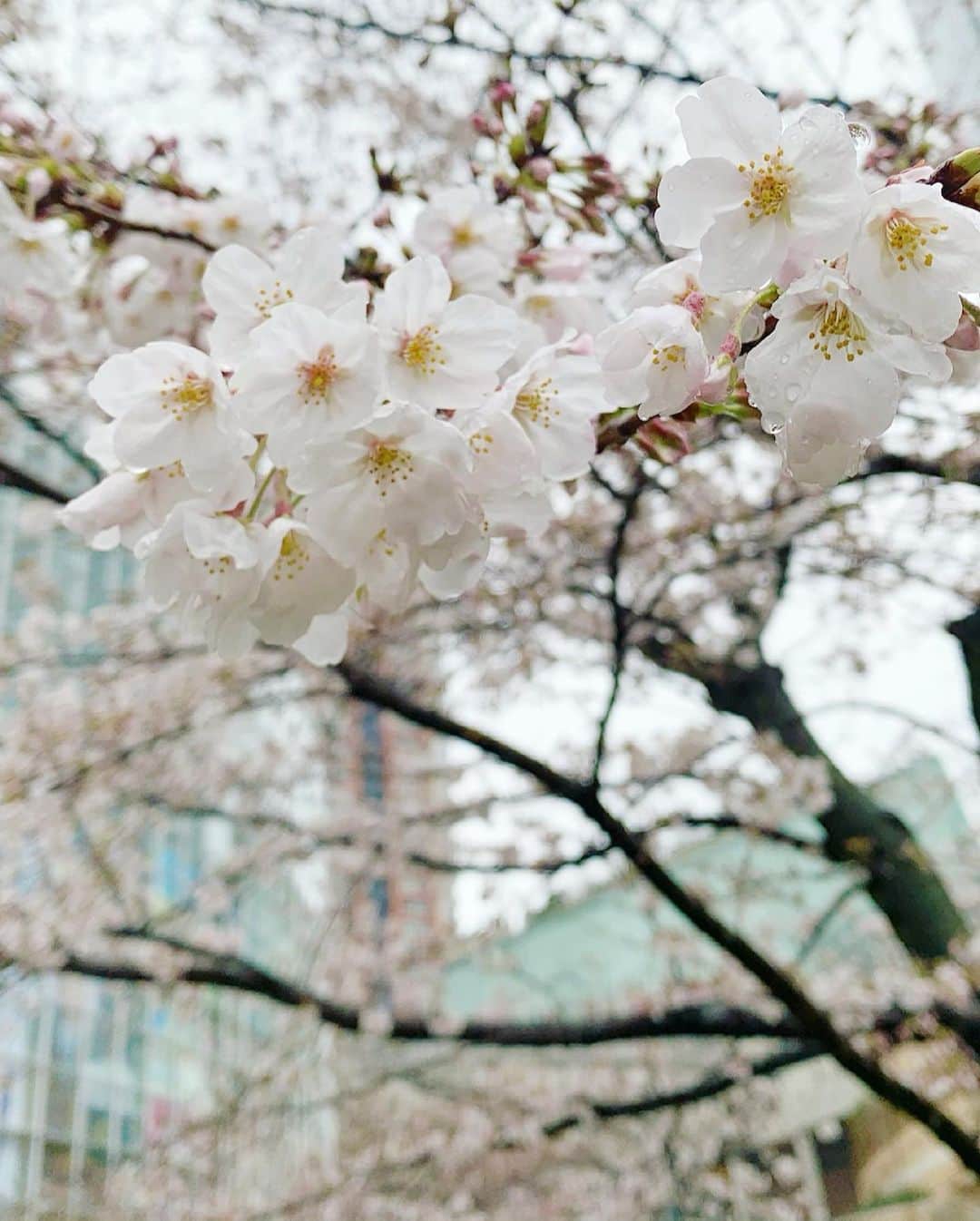 太田景子さんのインスタグラム写真 - (太田景子Instagram)「けさもサンデーLIVEをご覧いただきありがとうございました😊 毛利庭園の桜はすっかり咲き進みかなりの見応えになってきました🌸 今日は春の嵐ですが負けじとがんばって咲いています💛💛💛  やっぱりこの時期に外の季節をお伝えできるのは良いですね☺️✨ スタジオでは嵐のピーク時間帯や昨日地震のあった地域を中心になだれの危険などお伝えしました。 どうか安全な場所で一日お過ごし下さい☔️」3月21日 13時53分 - keiko_ota1121