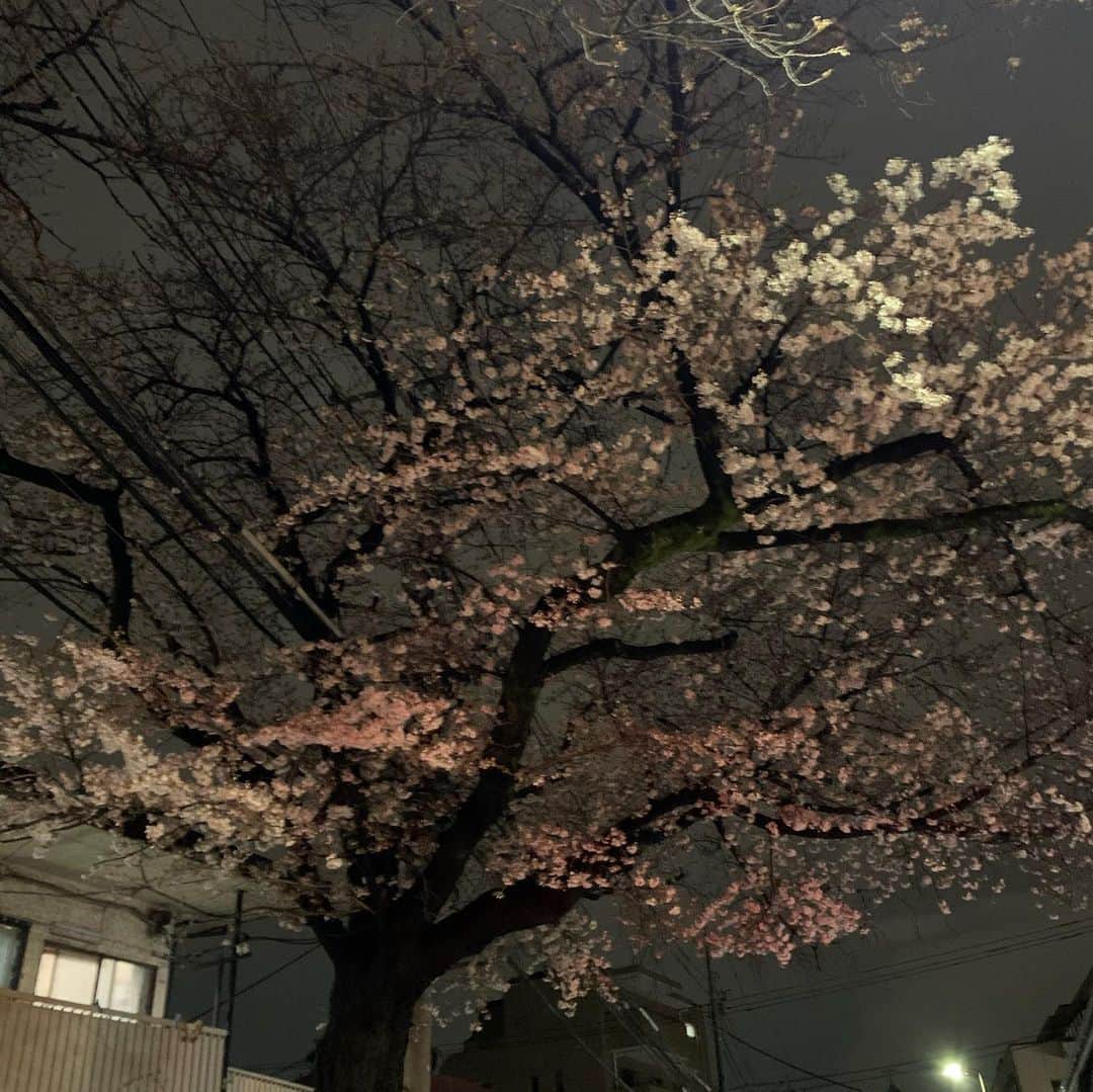 橋本志穂さんのインスタグラム写真 - (橋本志穂Instagram)「夜中に、近くの緑道下をドライブしてみた。 ご近所さんにお届けものついでー。  桜🌸 どんどん咲いてるね  #夜桜 #桜」3月22日 0時33分 - shihohashimoto3