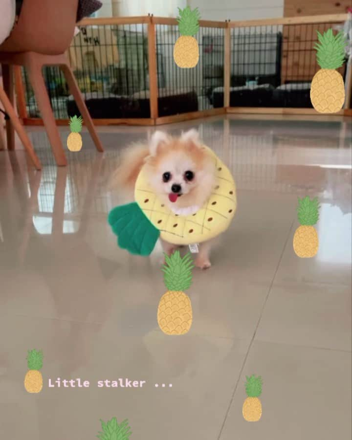 r_oseのインスタグラム：「Little pineapple🍍〰️」