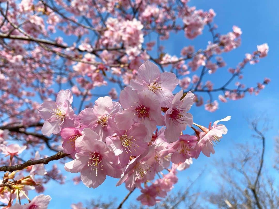 スミス楓のインスタグラム：「かわいいの咲いてた✌🏻 来年はお花見したいねえ🛼」