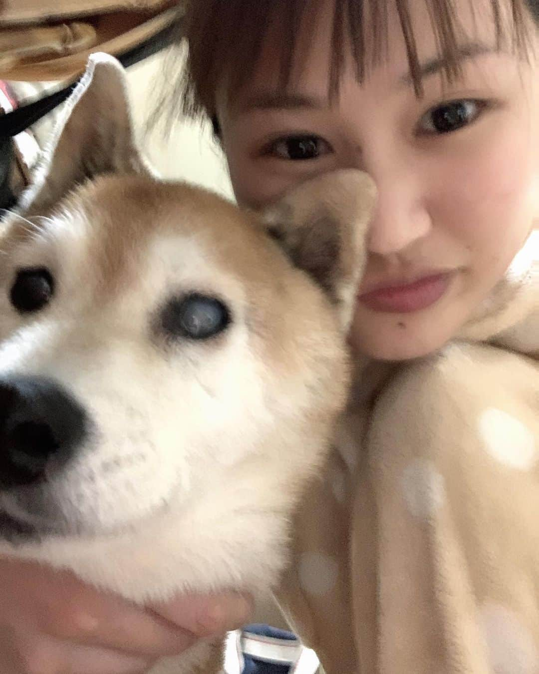 大関れいかさんのインスタグラム写真 - (大関れいかInstagram)「. いぬ〜🐶ガッツ〜すき〜 13キロもあった体重が9キロになってて 久しぶりに抱っこしたら軽くてびっくりした😭 でも抱っこすると首を私の肩に全乗せしてくるの かわいくて仕方ないし、 何年経っても1番かわいいわうちの犬。❤️ ずっと一緒にいたい！！ #柴犬」3月21日 20時19分 - _reikaoozeki