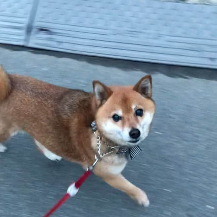 柴犬はなこ Shibainu Hanakoのインスタグラム：「お散歩ルンルン🎶お母さん見ながら歩くよ🐶✨前を見なさい、前を💦 #shiba #dog #shibainu #柴犬 #犬 #お散歩ルンルン」