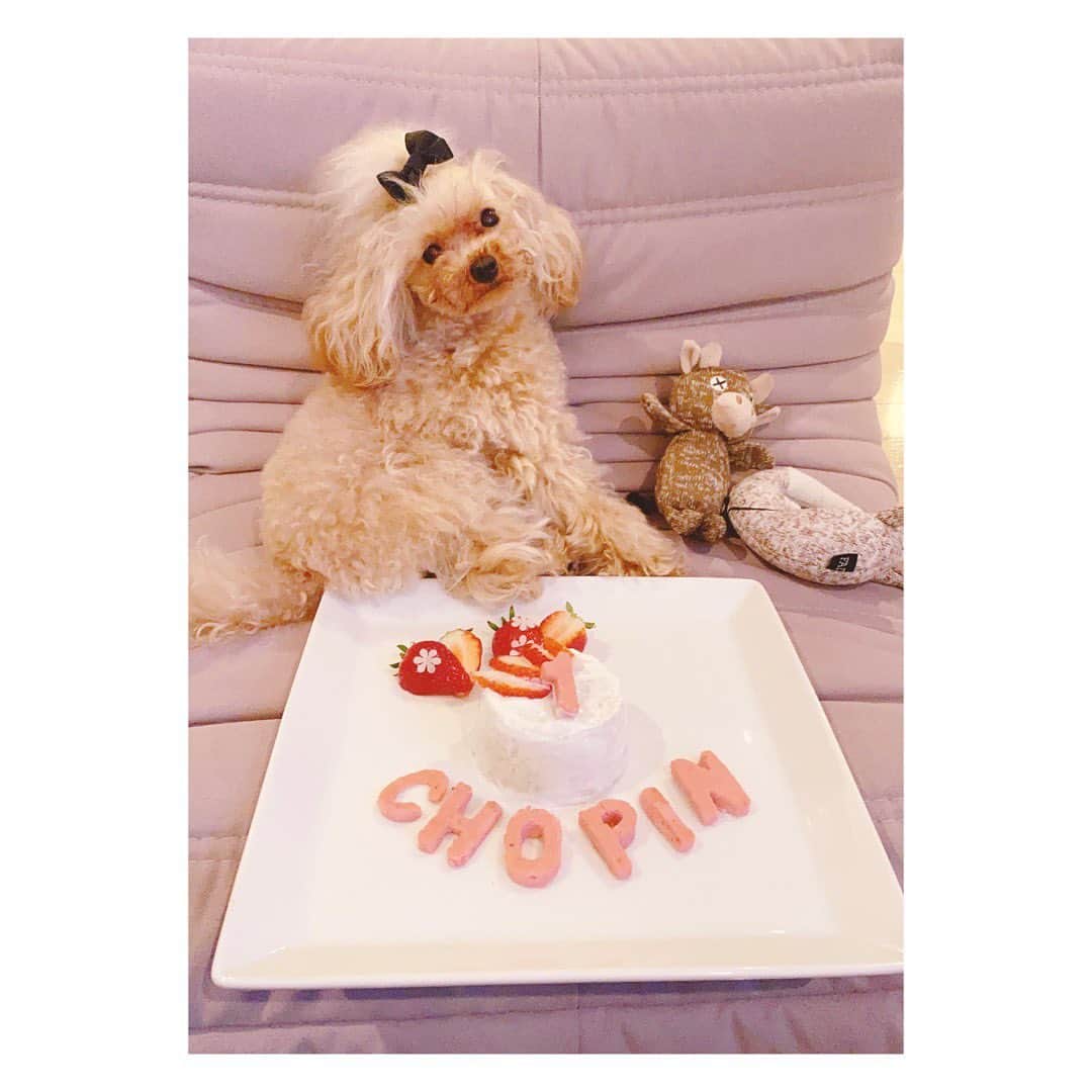 植田早紀のインスタグラム：「ショパン1歳のBirthday♥︎  手作りケーキでお祝い🥂✨ ・ブロッコリーとささみのケーキ ・ささみといちごのしっとりクッキー 米粉を使用してグルテンフリーで作りました🦴  いつも元気と幸せをありがとう♥︎ 元気に育ってくれてありがとう♥︎  #愛犬との暮らし #誕生日 #犬用ケーキ #手作りケーキ」