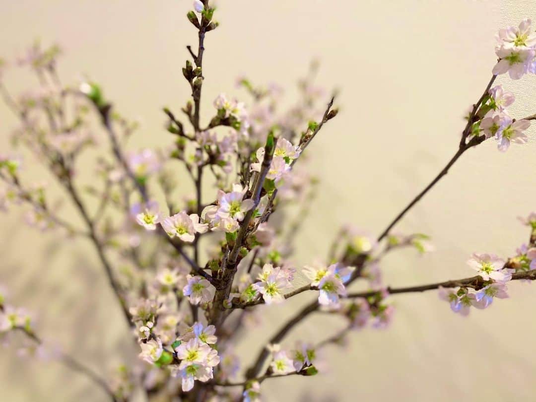 畠山愛理さんのインスタグラム写真 - (畠山愛理Instagram)「🌸 一昨日買った時は、まだぜんぶ蕾の状態 だったんですけど、次の日には ちょこちょこ咲き出してこんな感じに🌸 新芽の葉っぱが出るのも楽しみ🥰」3月21日 23時42分 - airihatakeyama