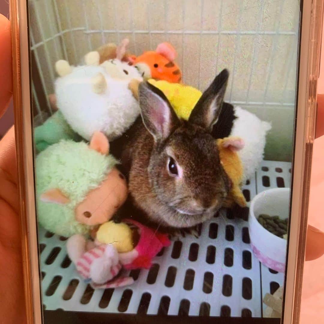 小林礼奈さんのインスタグラム写真 - (小林礼奈Instagram)「人探ししてます。 このウサギちゃん画像を以前くれた方の連絡先が消えてしまいました。また連絡が欲しいので、dm又は上記に記載のgmailに連絡を頂けますと幸いです！！😢」3月22日 10時32分 - kobayashi_ayana0218