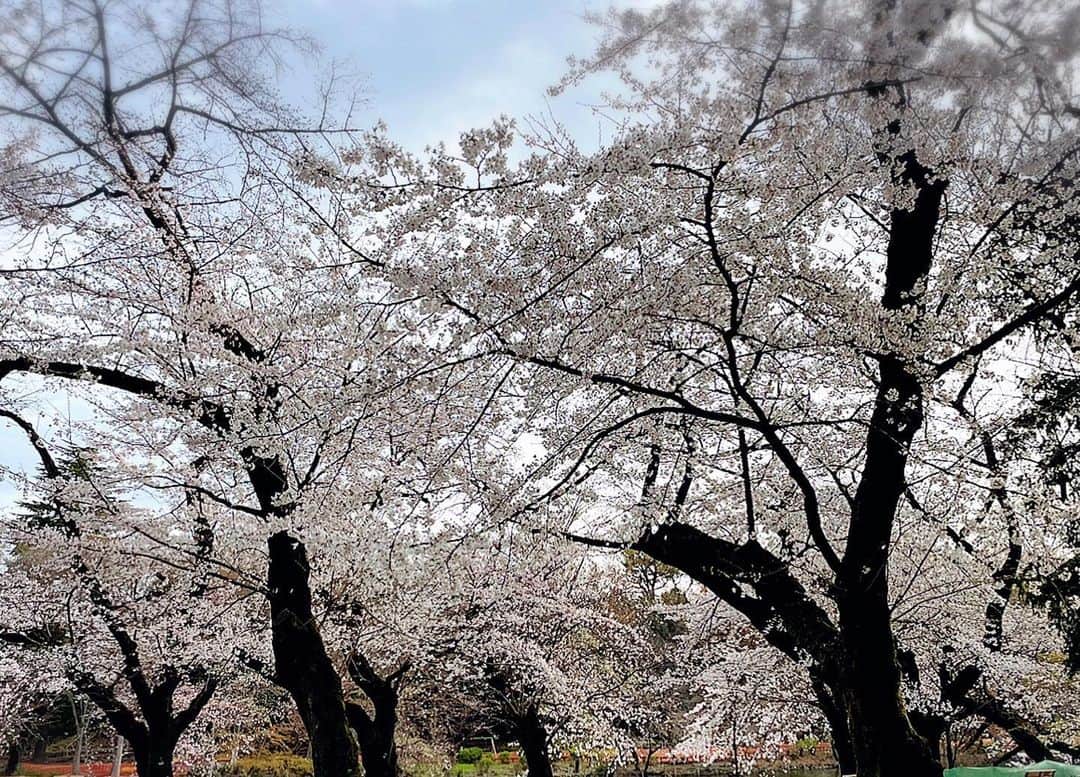 堂真理子さんのインスタグラム写真 - (堂真理子Instagram)「おはようございます☀東京の桜も綺麗に咲いています🌸 今週は遅めの冬休みをいただきます。（春休みですね、、、😅） 充電して、また来週からよろしくお願いします✨   #今週 は #休み をいただきます #桜　#東京 #堂真理子　#テレビ朝日　#アナウンサー」3月22日 9時27分 - mariko_do