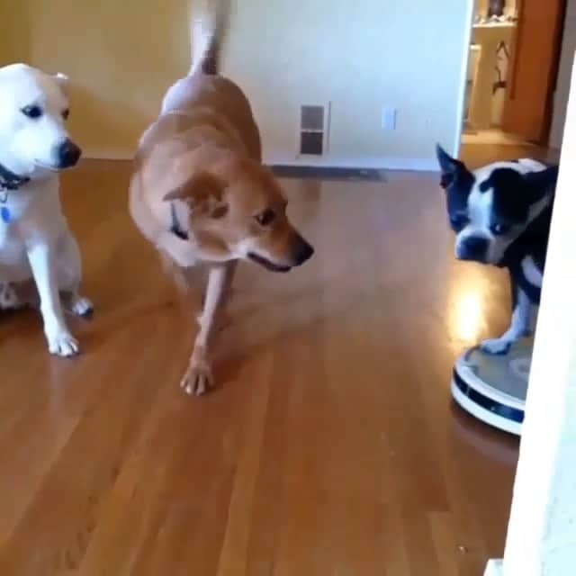 Paw Heartのインスタグラム：「😂  . #weeklyfluff #pawheart #9gag #funny #boss #fluffypack #thedodo #dogs #tiktok #fun #weekend #dogsofinstagram」