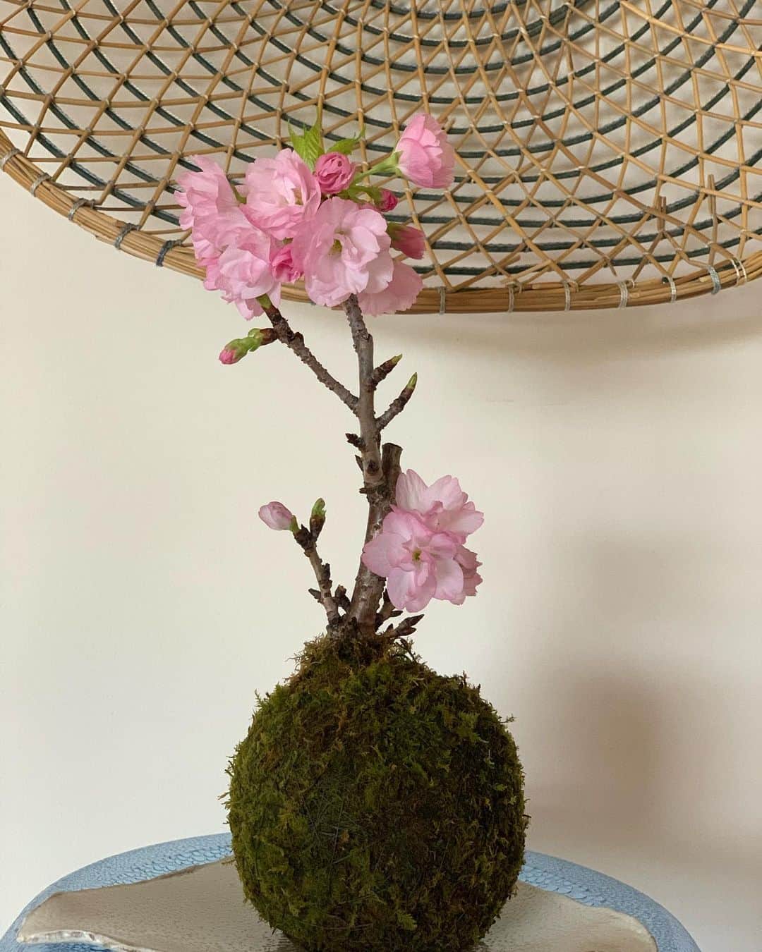 石田ゆり子さんのインスタグラム写真 - (石田ゆり子Instagram)「ほぼ満開の さくら子🌸 サクラサク。 どなたかがアドバイスしてくださったように いずれは 土に植え替えて、大きな木に 育てたいです。 苔玉の状態では 最大でも五年くらい、と 習いましたので。 数年間は苔玉の状態で育てます。さくら子ちゃん🌸 ありがとう。 今日も綺麗で可愛くてありがとう。 #苔玉さくら子🌸」3月22日 7時24分 - yuriyuri1003