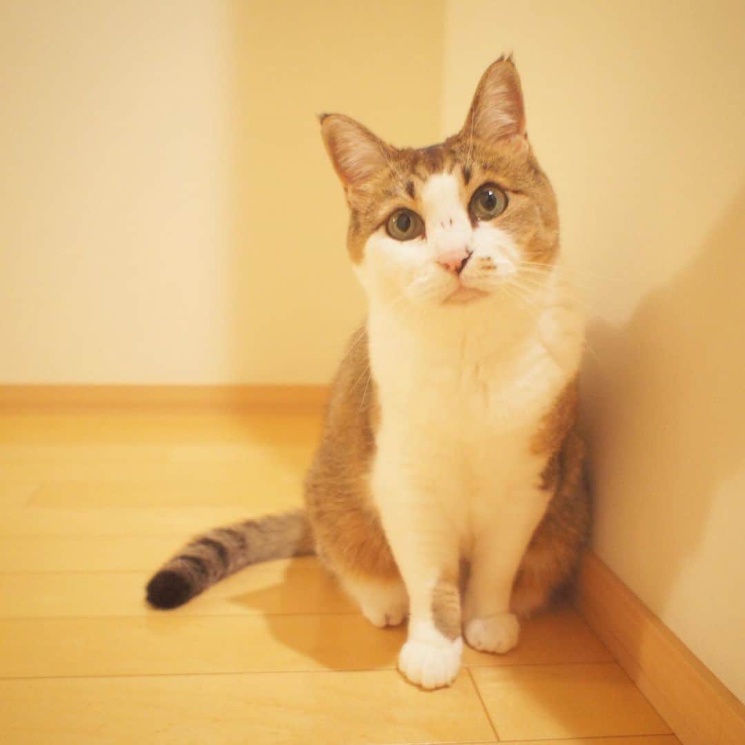 ピーちゃん＆ニャーさんのインスタグラム：「おひさしぶりです。 ニャーさんが3月20日に虹の橋を渡りました🌈 写真嫌いなのに、カメラを向ければ飼い主に付き合ってポーズをとってくれて本当にいい子でした。 ペットロス街道爆進中ですが、時間が癒してくれると思い、今はニャーさんの思い出に浸りたいと思います☺️ みなさま、ニャーさんを可愛がってくださりありがとうございました😺」