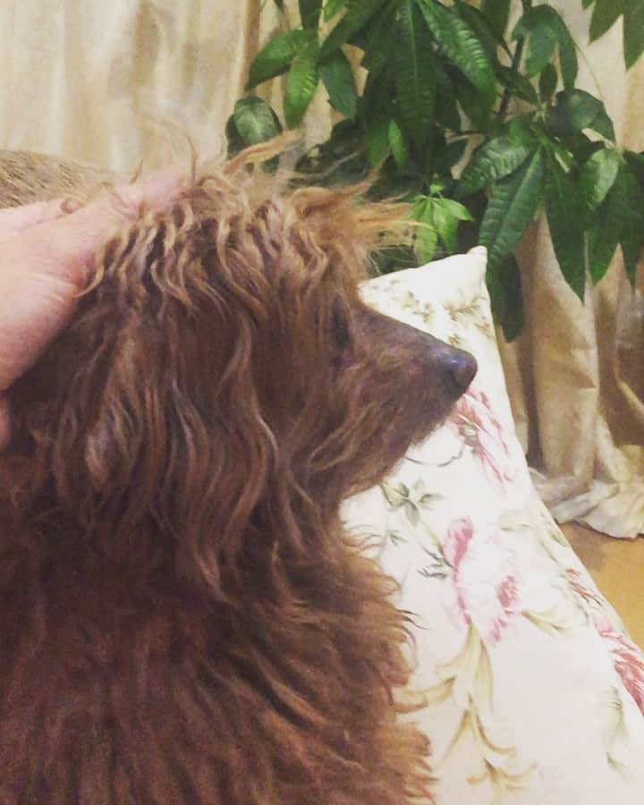 チックンとプーちゃんのふるさと? From Japan??のインスタグラム：「こんばんワン🐶」