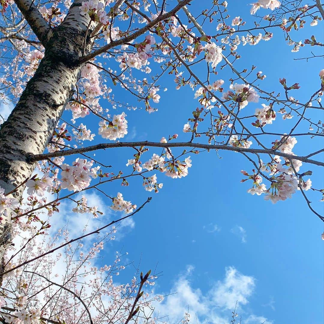 須田亜香里さんのインスタグラム写真 - (須田亜香里Instagram)「今日は朝５時に起きて東海地方の春を堪能して参りました☺️🌸🍡 放送日はまたお知らせしますっ  3月22日(月) #世界ウルトラ動画PARK テレビ朝日 18:45〜  #SKE48バズ  dTVチャンネル&ひかりTV 20:30〜  #須田亜香里の部屋 FM AICHI 21:00〜  #オレマン MBSラジオ 25:30〜」3月22日 19時23分 - akarisuda