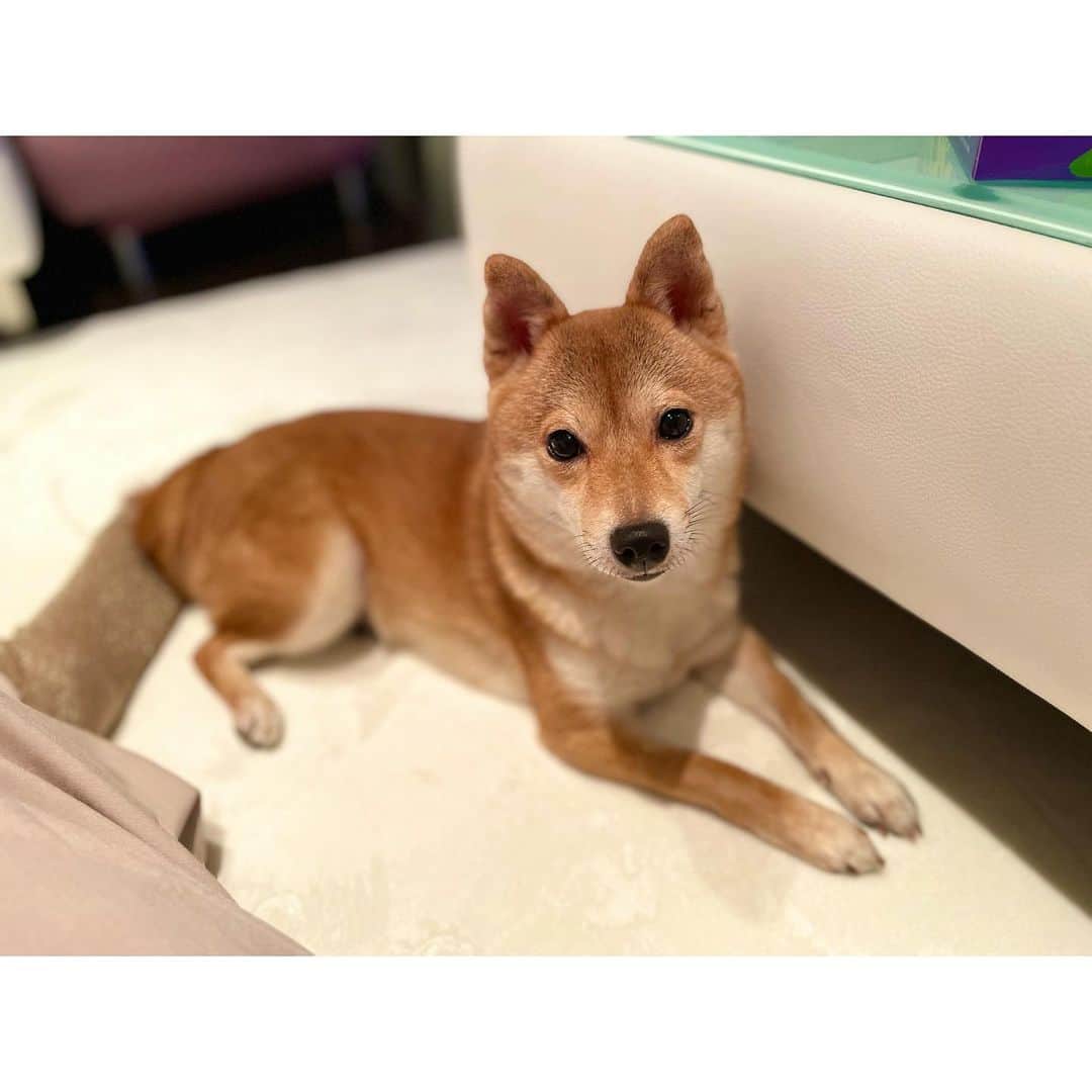 VANRIのインスタグラム：「* My cities.   はなびはすっかり大人の顔になりました きなこは只今換羽で尻尾がありません ぱんは相変わらずきなこのストーカーしてます #豆柴 #柴犬 #日本犬 #文鳥 #javasparrow」