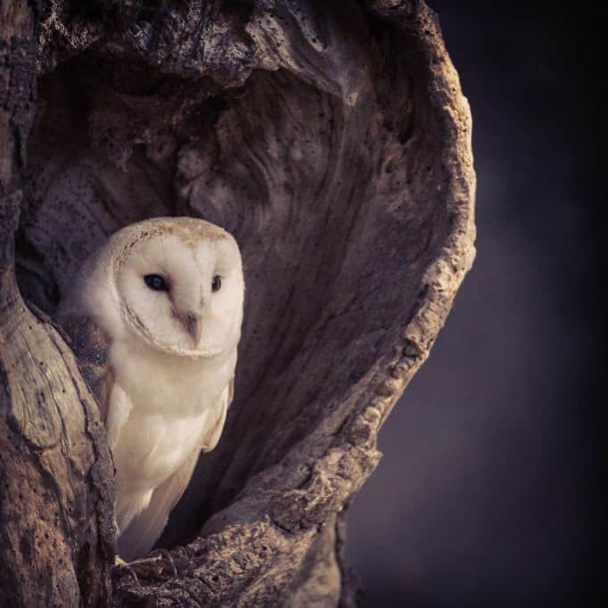 のインスタグラム：「Kobayashi Issa, Il consiglio del colombo  Su, allocco mio, muta la tua espressione! Questa è pioggia di primavera . . . #primavera #vita #sucolmorale #vitabella #natura #vivereinnatura #vivalavita #animali #animalinotturni」