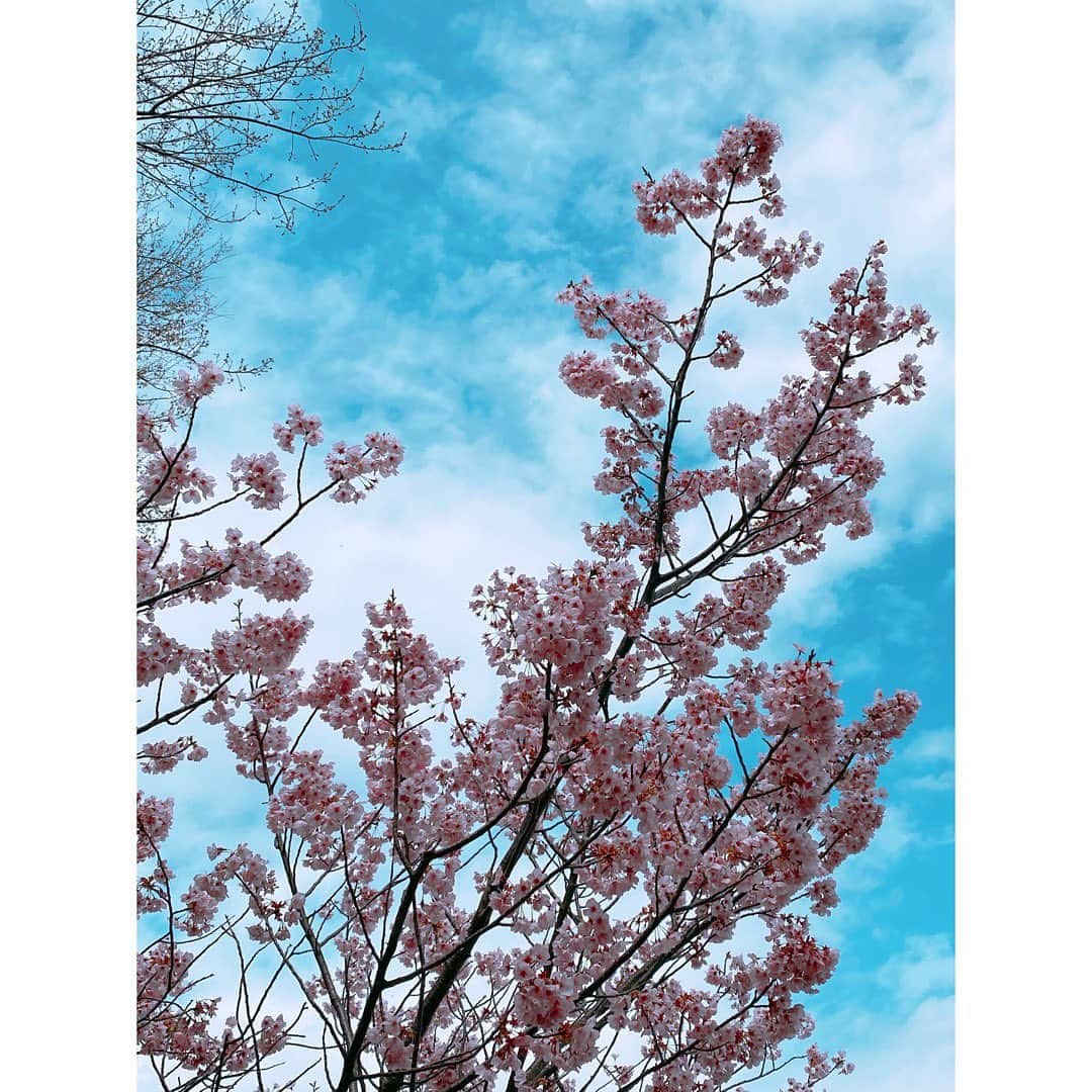 村上りいなさんのインスタグラム写真 - (村上りいなInstagram)「Sakura.🌸🌸🌸 Japanese spring.✨  #sakura #春　#spring #桜 #beautiful #flowers」3月22日 16時12分 - riina_murakami