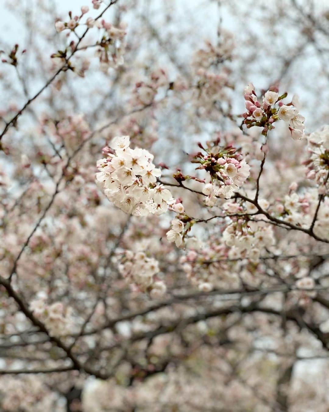 猫沢エミさんのインスタグラム写真 - (猫沢エミInstagram)「ヘイ、ハンサムガールズ🌸  これから桜を見に行くから、ふたりともママの肩にピョンコお乗りよって、祭壇から連れてきた。  あゝ　きれいだねぇ。 儚いねぇ。  桜はキミたちに似ているよ。可愛くて美しくて潔い。そして毎年、散ったあとに「咲いていたのは夢だったのかしら。」と、思わせるところなんかも。  なんでだよ。なんでそんなに短いんだよ、キミらの命は…っていうのは、ちっぽけな人間の尺度だね。  #東京下町時間　#猫沢イオ　#猫沢ピキ」3月22日 16時48分 - necozawaemi