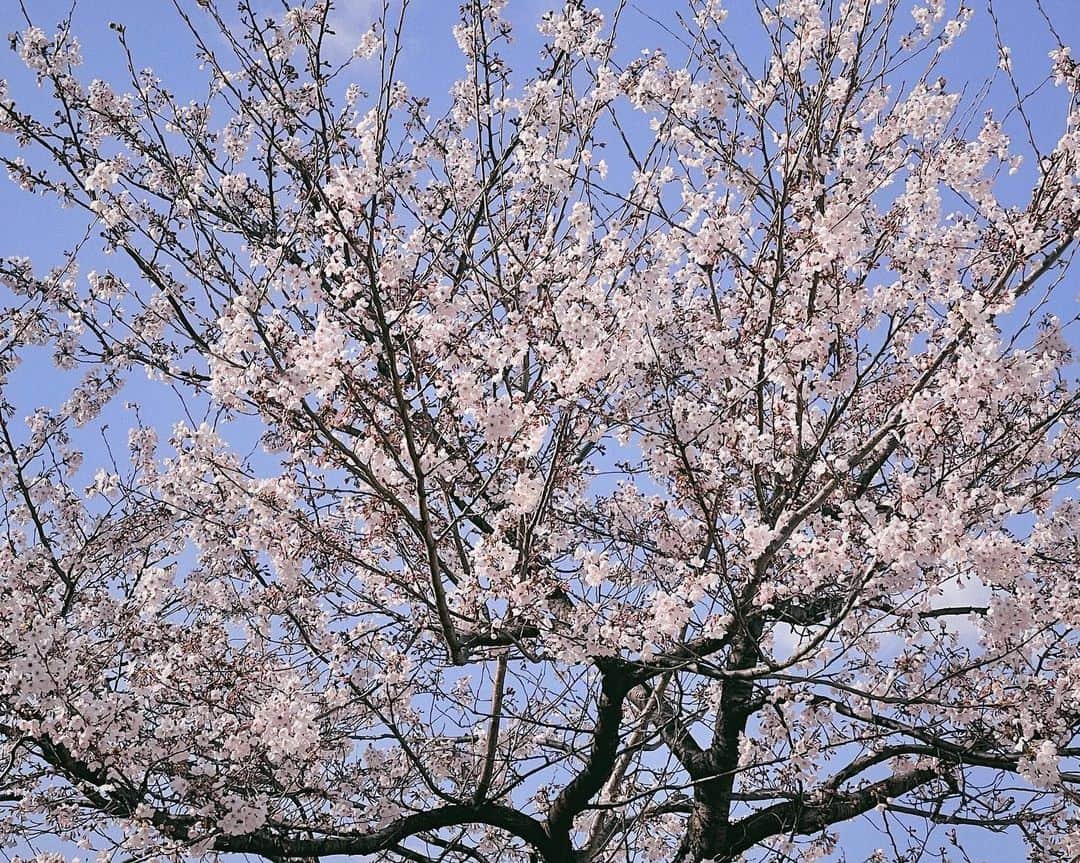 ウィ・ソンヒさんのインスタグラム写真 - (ウィ・ソンヒInstagram)「집 앞에 벚꽃 폈다 🌸」3月22日 16時48分 - _seong_hee
