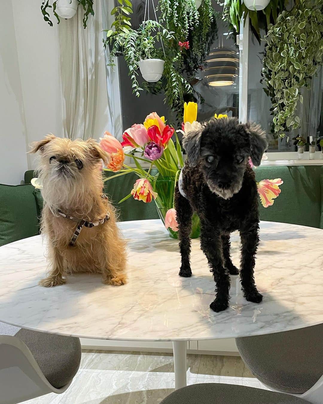 のインスタグラム：「フリーダとセザンヌ。 フリーダは妹の愛犬で、犬種はブリュッセルグリフォン。同じぐらいの年齢で仲良し。 #ブリュッセルグリフォン #トイプードル #老犬　#brusselgriffon #toypoodle」