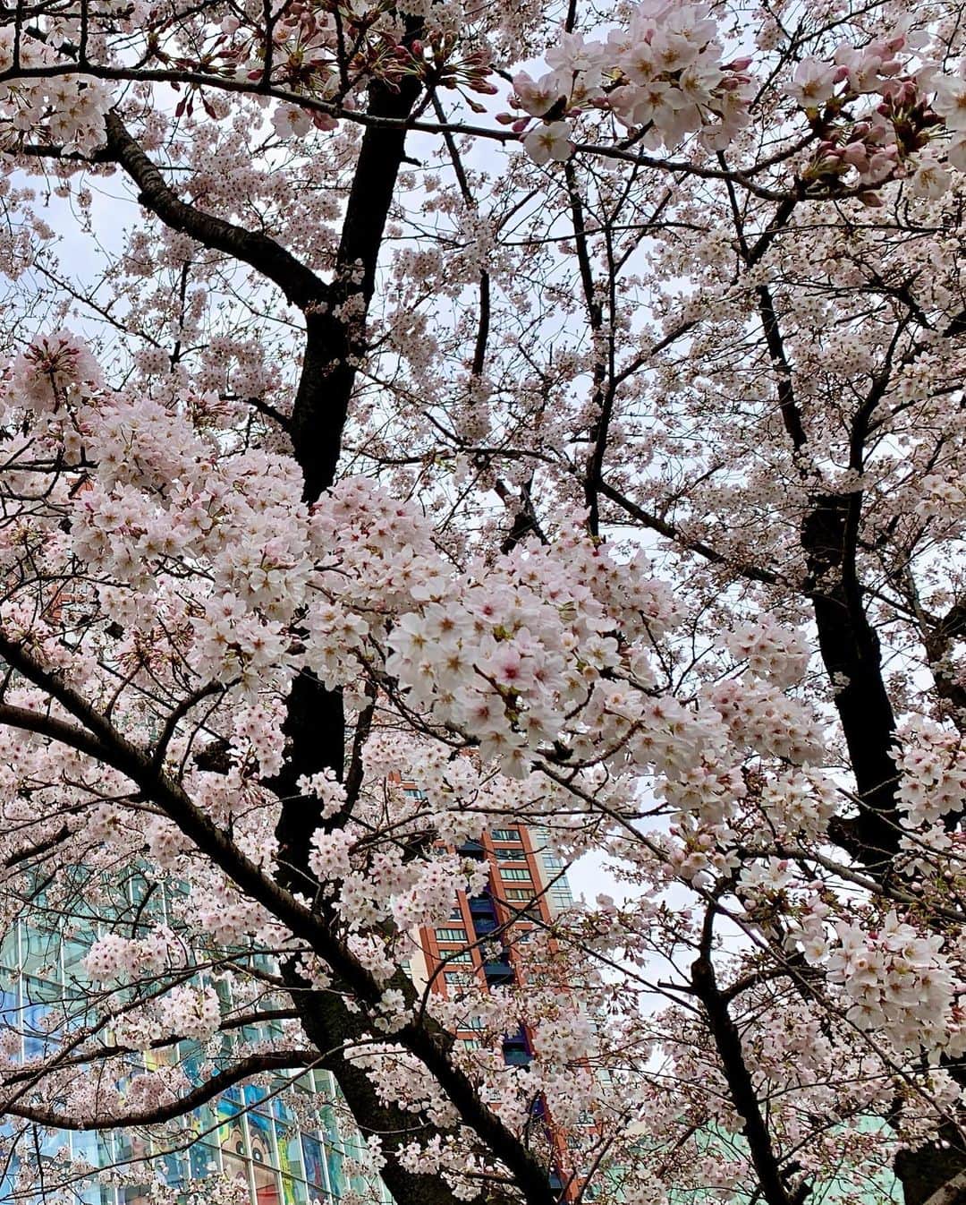 渡辺瑠海さんのインスタグラム写真 - (渡辺瑠海Instagram)「. ワイド！スクランブル 先週木曜日と今日の衣装です  今週もよろしくお願いします☺︎ . . 毛利庭園の桜が可愛らしかったので写真を。 座ってお喋りしながらのお花見はできないですが、通勤時に見かけるだけでも癒されました🌸  衣装 1.2.3枚目 @strawberry_fields_official  @undixcors_official  @stri3   4.5枚目 @undixcors_official  @tonal_official  #ワイドスクランブル #桜 #テレ朝 #テレビ朝日  #アナウンサー」3月22日 20時33分 - rumi_watanabe_ex