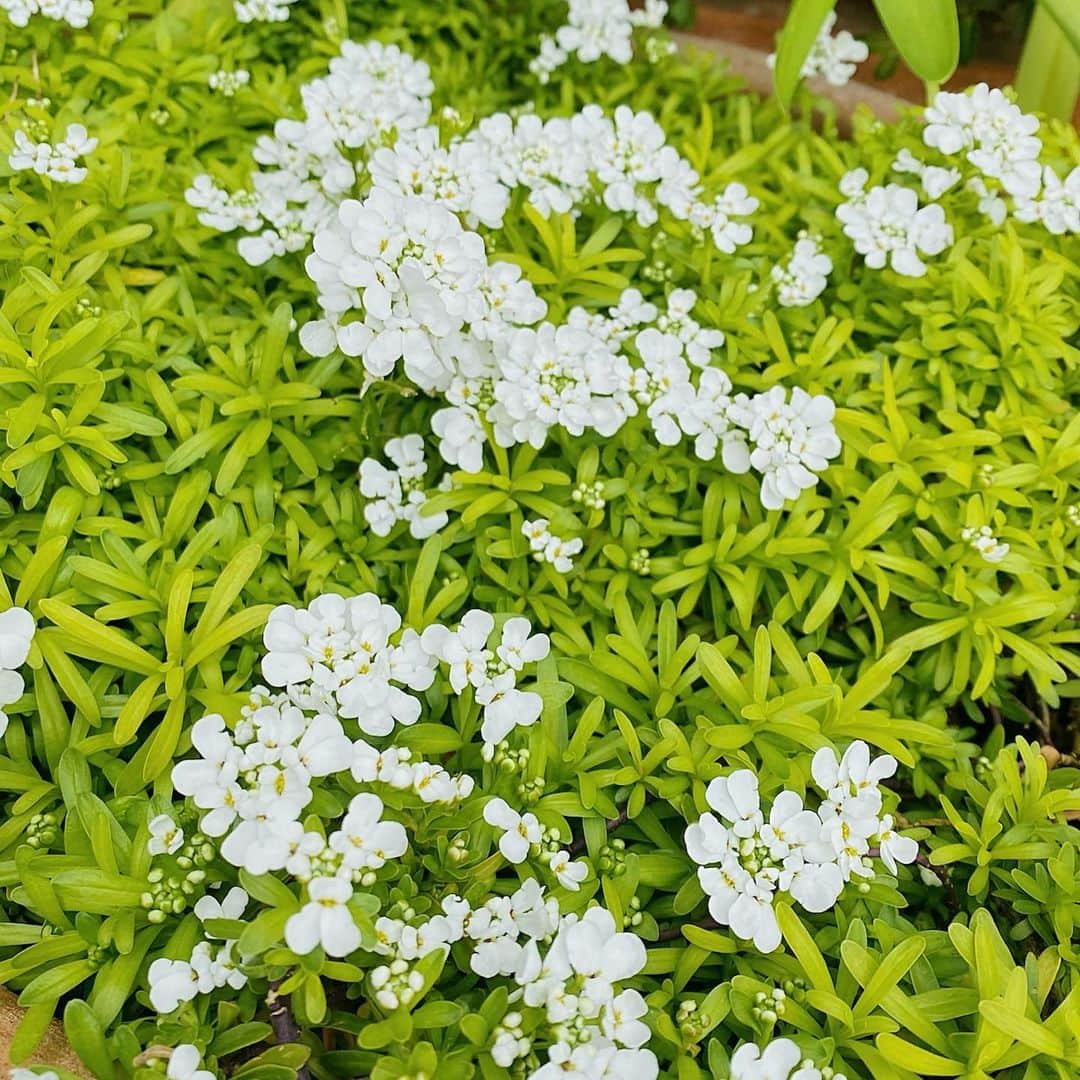 のインスタグラム：「広尾のスタジオで撮影している時は、 いつも快晴✨☀️✨  完全に気分は 🌱☘️🍀５月🍀☘️🌱  カラーが鉢植えから伸びてるの、珍しくないですか？ これ、カラーじゃないのかな？  2021５月号の会報誌 衣装も可愛いし マスクメイクなども お楽しみに🌷🌷🌷  #スタイリスト#江島もも先生#ヘアメイク#黒田啓蔵先生#５月と言えば#誕生月 #ftcbeauty #ftc #君島十和子 #十和子肌 #skincare #スキンケア #美肌 #ビューティー  #美容  #instaskincare  #instabeauty #フェリーチェトワコ #ftcaoyama #ftc店舗 #表参道コスメ #tokyocosmetics」