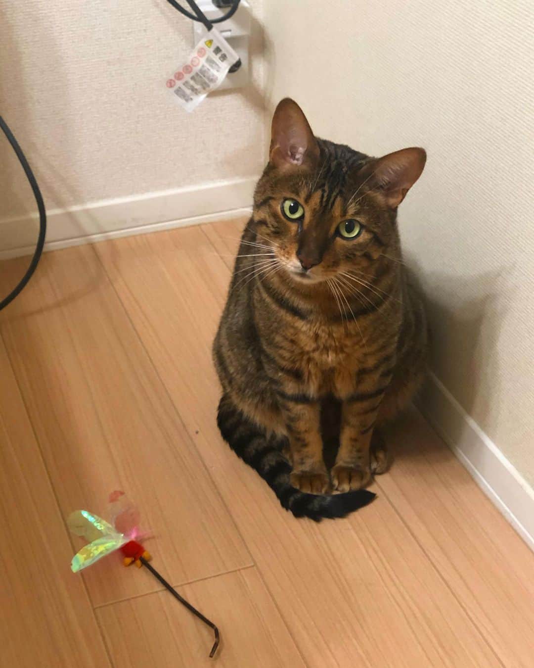 佐野千晃のインスタグラム：「このこたさん可愛すぎない🥺﻿ ﻿ 何だこの角度🥺﻿ ﻿ 何だこの体制🥺﻿ ﻿ 横にあるおもちゃすら可愛い🥺﻿ ﻿ #cat #catstgram #catlovers #nyamnyam #nya #nyaaa #こたちゅくん #にゃー #にゃんこ #猫 #ベンガル #ベンガル猫 #猫好きと繋がりたい #猫のいる生活 #写真好きな人と繋がりたい #写真撮ってる人と繋がりたい #可愛い #可愛すぎる」
