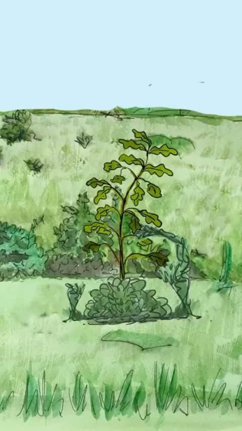 アリゾナ・ミューズのインスタグラム：「For people who care about nature, the idea of turning land to deep, verdant forest has particular appeal. So different from the depleted, parcelled up landscapes around us. It feels wonderful to stick a spade in the ground, to give life to a tree and think about the future. But is planting trees the only, or even best, way to get trees back in our landscape? This video is a delightful insight into planting trees versus naturally regenerating land.」