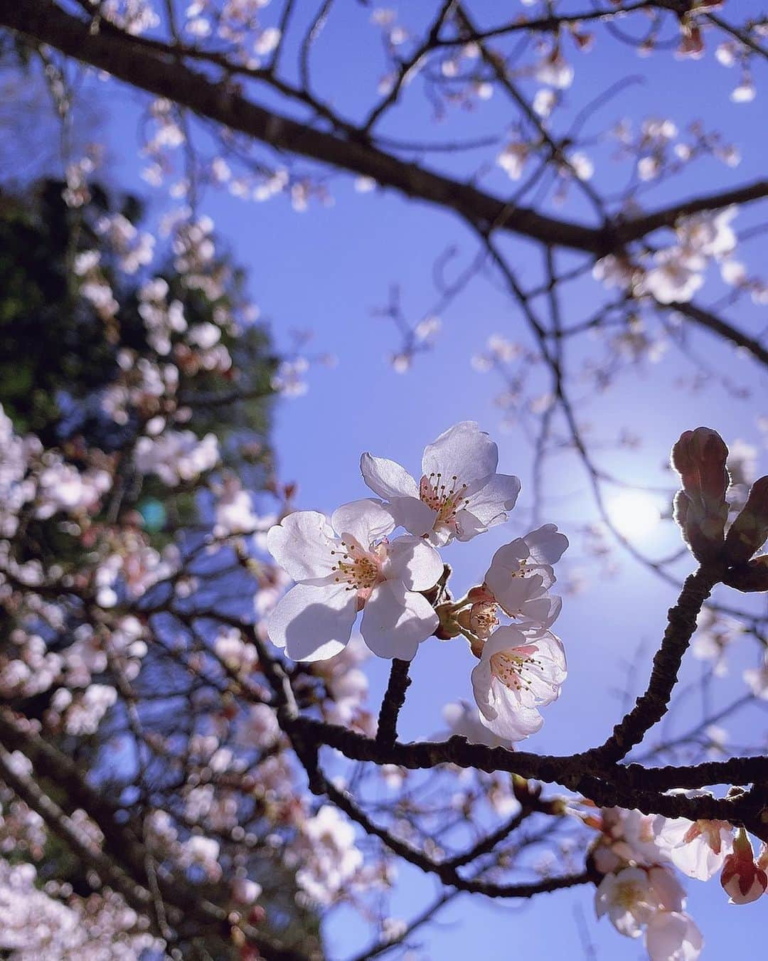 ゆきのしんさんのインスタグラム写真 - (ゆきのしんInstagram)「今日はお父さんの一周忌なので、お休みをいただきお墓参りに行ってきました！  一年ってあっという間だなー😂 これからも頑張るから見守っててねー☺️  一年前はこんなに桜咲いてたのに今年はまだまだですねー🥺 早く春来ないかなー🌸 #桜」3月22日 21時47分 - yukino__shin