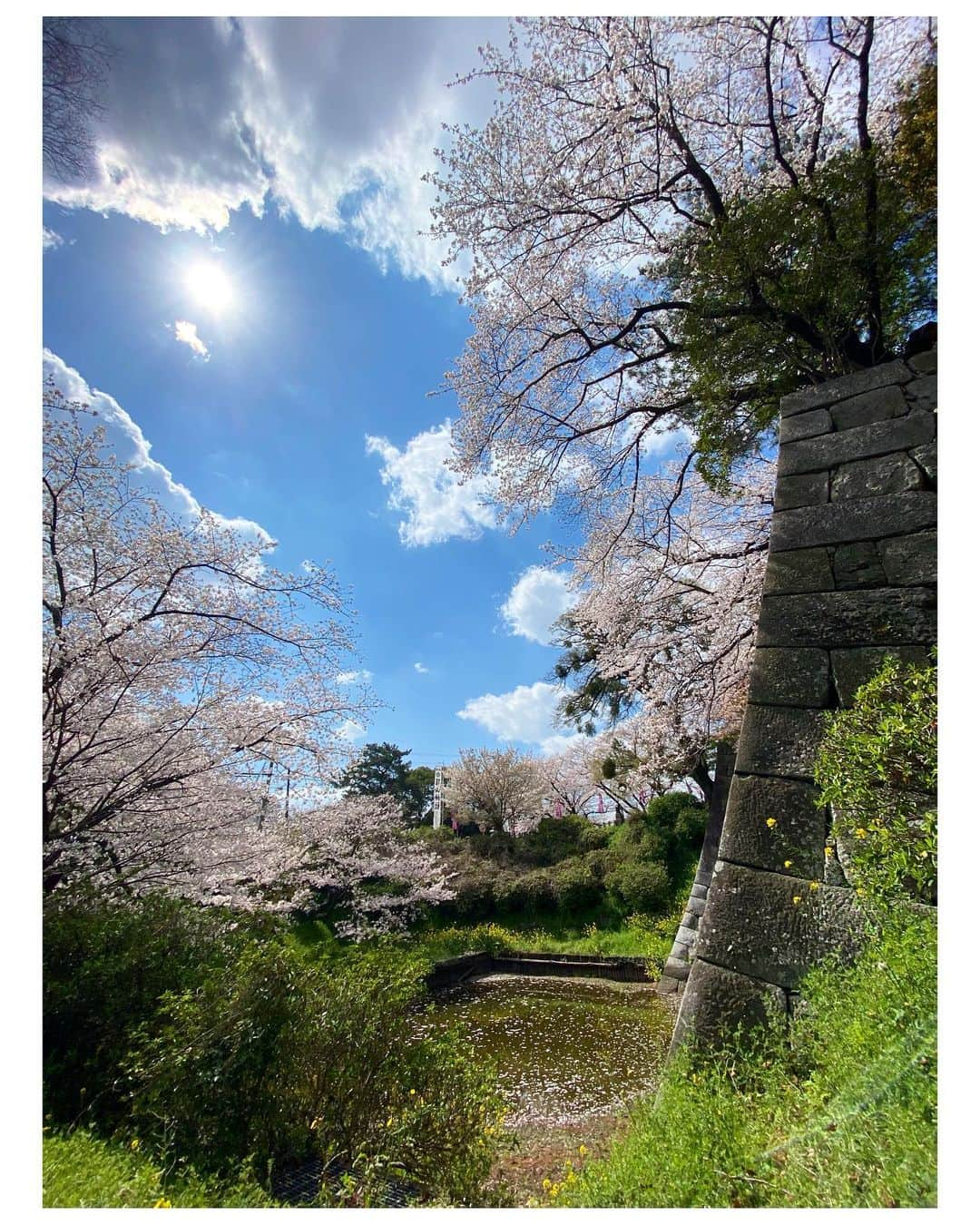 吉竹史さんのインスタグラム写真 - (吉竹史Instagram)「仰ぎ見るようなものを撮る時は、カメラのパノラマ機能を横向きにして使うと、迫力ある写真が撮れてオススメだよ☺️✌️←これ最近の私の大発見なのだ  #桜 #写真の撮り方　#パノラマ撮影」3月22日 22時27分 - fumi_yoshitake