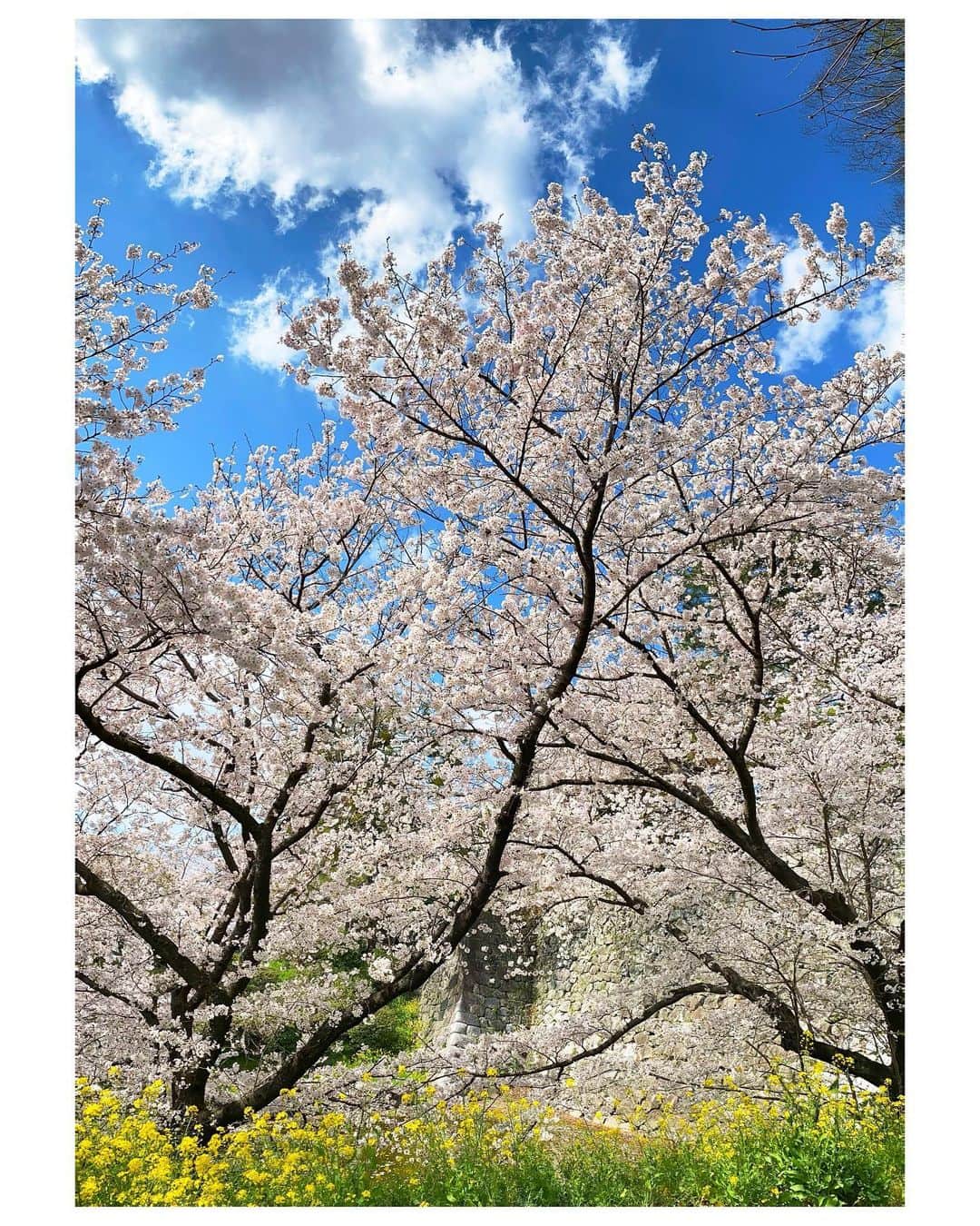 吉竹史のインスタグラム：「仰ぎ見るようなものを撮る時は、カメラのパノラマ機能を横向きにして使うと、迫力ある写真が撮れてオススメだよ☺️✌️←これ最近の私の大発見なのだ  #桜 #写真の撮り方　#パノラマ撮影」