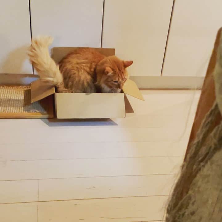 猫沢エミのインスタグラム
