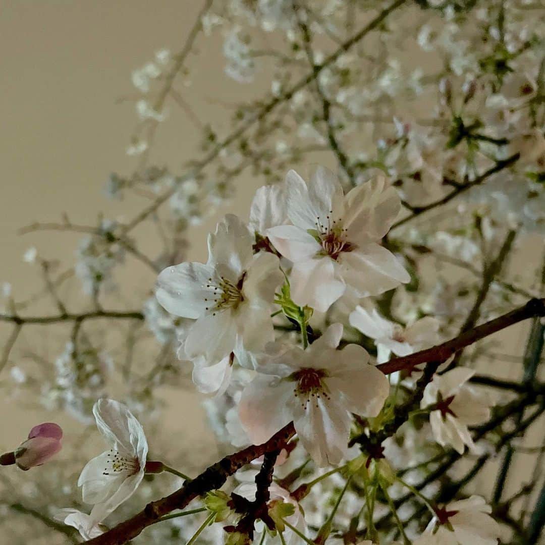 吉井明子さんのインスタグラム写真 - (吉井明子Instagram)「満開発表の日の東京の桜を… 共有させて頂いてもよろしいですか✨  土日見ないうちに、なるほど８割ほどの花を咲かせた、いつも見上げる桜の木。  上空の寒気の影響で大気の状態が不安定になり、パラパラと雨が降っていた春の宵の東京。夜桜の背景は、不思議な乳白色の空でした。  もともとアウトドアや大人数の集まりがあまり得意でないため、こういったご時世に関わらずいわゆるお花見はしないタイプ。その分、毎日の景色の変化、花や空の移ろいは僅かな時間でも目に焼き付けておきたい。気象予報士としても必要だ、うん。  充足感に溢れる日も、くしゃくしゃになった日も、行き場のない無念さに囚われる日も、見上げれば一瞬だけ「美しさ」だけが、心を占めてくれる。ソメイヨシノさま、通勤の行き帰りのほんのひとときだけ、現実を忘れることを許してくれますか、と思わずポエムが出てきてしまう。美しいものを目にすると、人は詩人になってしまうのか…。  でもほら、昔から「世の中にたえて桜のなかりせば春の心はのどけからまし」って言いますもんね。もしこの世に桜がなかったら、春だからってこんなにそわそわしないんだけどなぁ〜（意訳）ってね。  #🌸 #sakura #2021 #桜前線 #満開 #東京の空 #夜桜 #在原業平 #nhk #bsニュース4k #bsニュース #気象予報士 #気象キャスター #吉井明子」3月22日 23時35分 - akiko_yoshii_sunny_rain