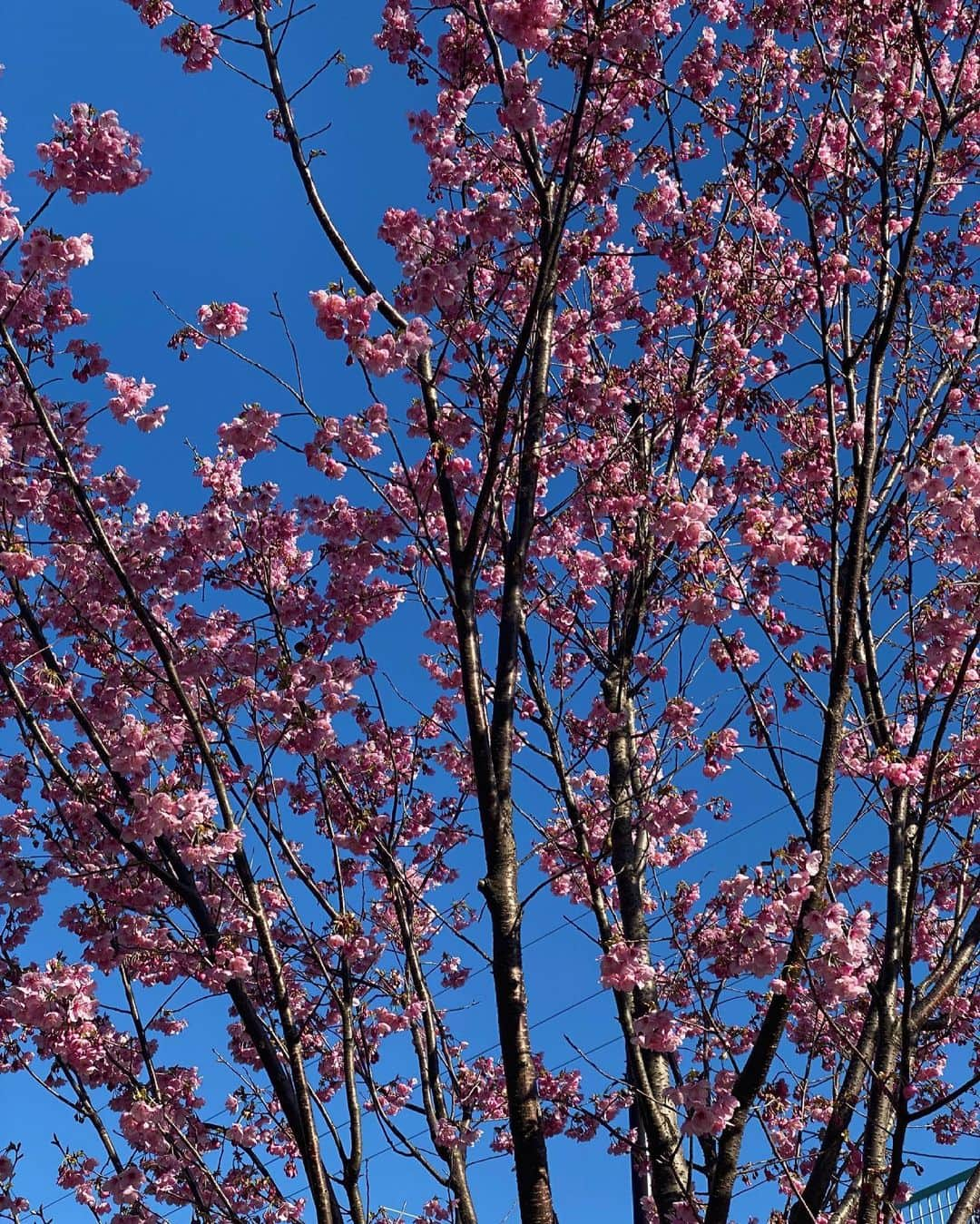 安部ニコルのインスタグラム：「もうすぐ春ですね🌸🇯🇵✨」