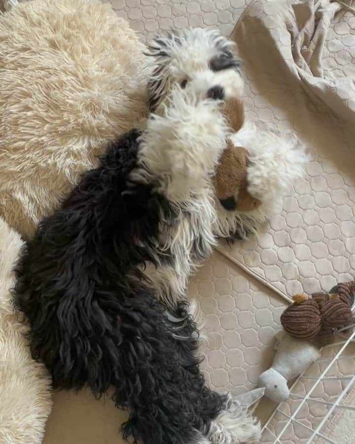 のインスタグラム：「今日のダリ。 #schnoodlegram #schnoodle #シュナプー#シュヌードル」