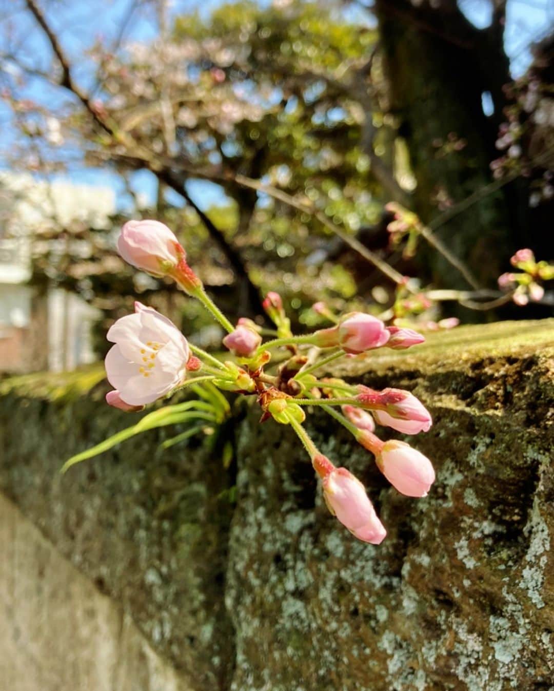 原田佳奈さんのインスタグラム写真 - (原田佳奈Instagram)「・ ・  いくら見ても見飽きない🌸  #桜 #sakura」3月23日 13時01分 - kanaharada1211
