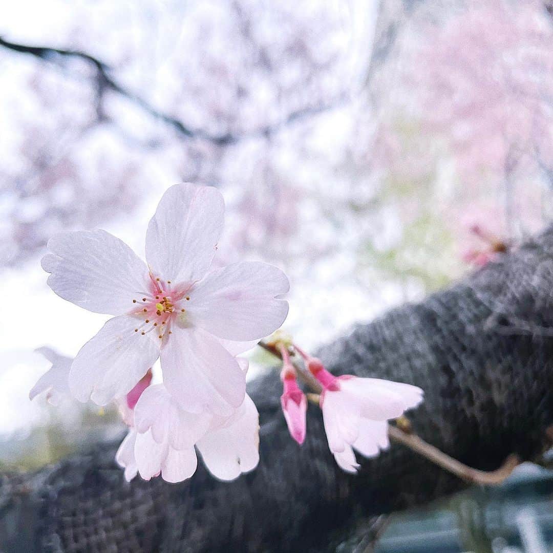 西野未姫さんのインスタグラム写真 - (西野未姫Instagram)「🌸  #お花見したいな  #ピクニックしたいな #春だな #もうすぐ4月 #4月は私のお誕生日 #残りの21歳楽しもう」3月23日 13時26分 - nishinomiki_official