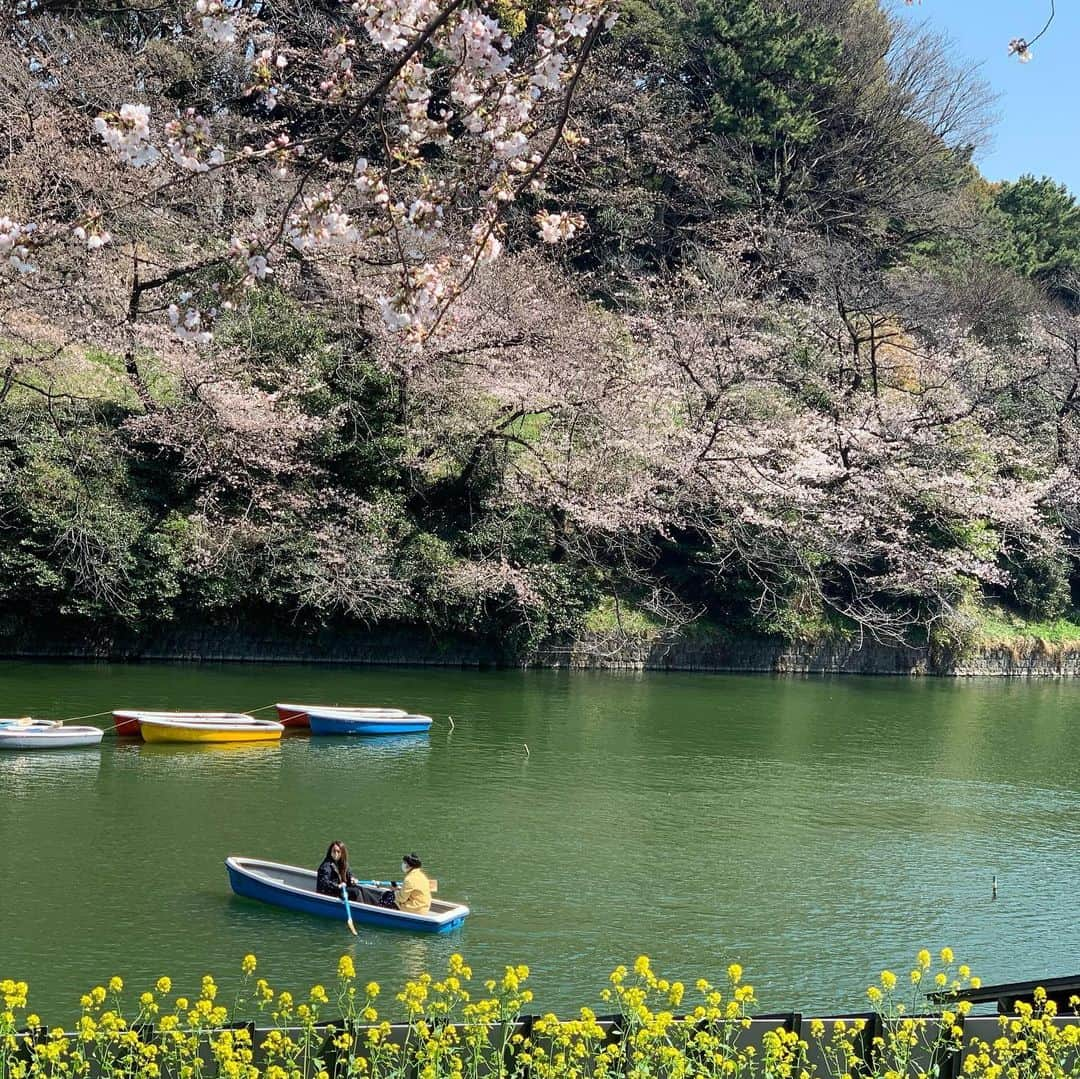 沢瀉美緒さんのインスタグラム写真 - (沢瀉美緒Instagram)「※ Cherry blossoms are full blooming 💛 . 急いでランチを食べて、 千鳥ヶ淵までお散歩🚶‍♀️ . 久方の 光のどけき 春の日に  しづ心なく 花の散るらむ . 頭の中に過りました🌸 急いで散らないで欲しいな。 . . #千鳥ヶ淵 #千鳥ヶ淵緑道 #桜 #sakura #walking #お散歩」3月23日 13時54分 - mio_omodaka