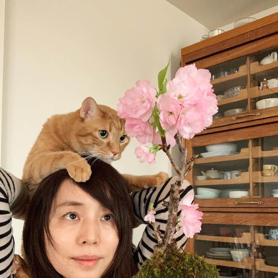 石田ゆり子さんのインスタグラム写真 - (石田ゆり子Instagram)「さくら子2021と記念撮影。 花の命は短くて、と言うけれど 花は枯れるから美しい。 満開のさくら子。 今を愛でる。🌸綺麗です． 全国の桜たち みんなみんな咲いてくれてありがとう。」3月23日 6時40分 - yuriyuri1003
