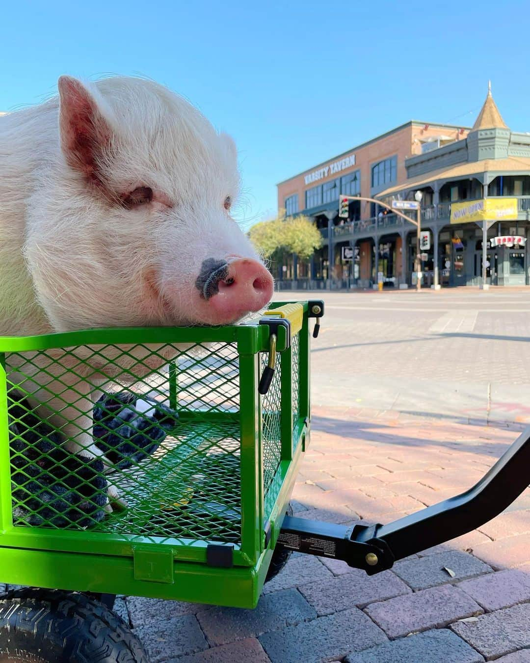 baconさんのインスタグラム写真 - (baconInstagram)「This little piggy went weee all the way to my favorite restaurant @varsitytavernaz! 🐷 😋」3月23日 7時09分 - bacon_the_piglet