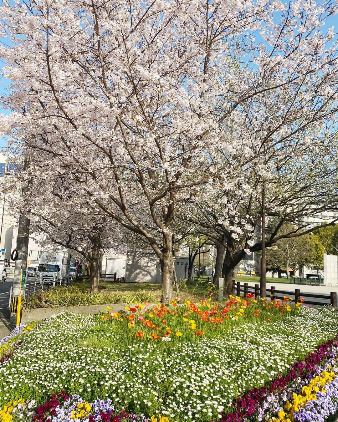 市川海老蔵 （11代目）さんのインスタグラム写真 - (市川海老蔵 （11代目）Instagram)「My morning run course was so beautiful.  Made my day. * 朝のランニングコースが綺麗でした。  幸せ」3月23日 8時50分 - ebizoichikawa.ebizoichikawa