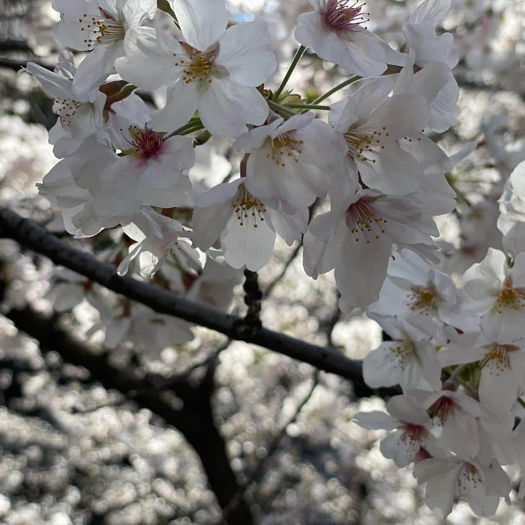 マシ・オカさんのインスタグラム写真 - (マシ・オカInstagram)「My favorite time of year in Japan.  #cherryblossoms #sakura #サクラ」3月23日 10時08分 - masioka