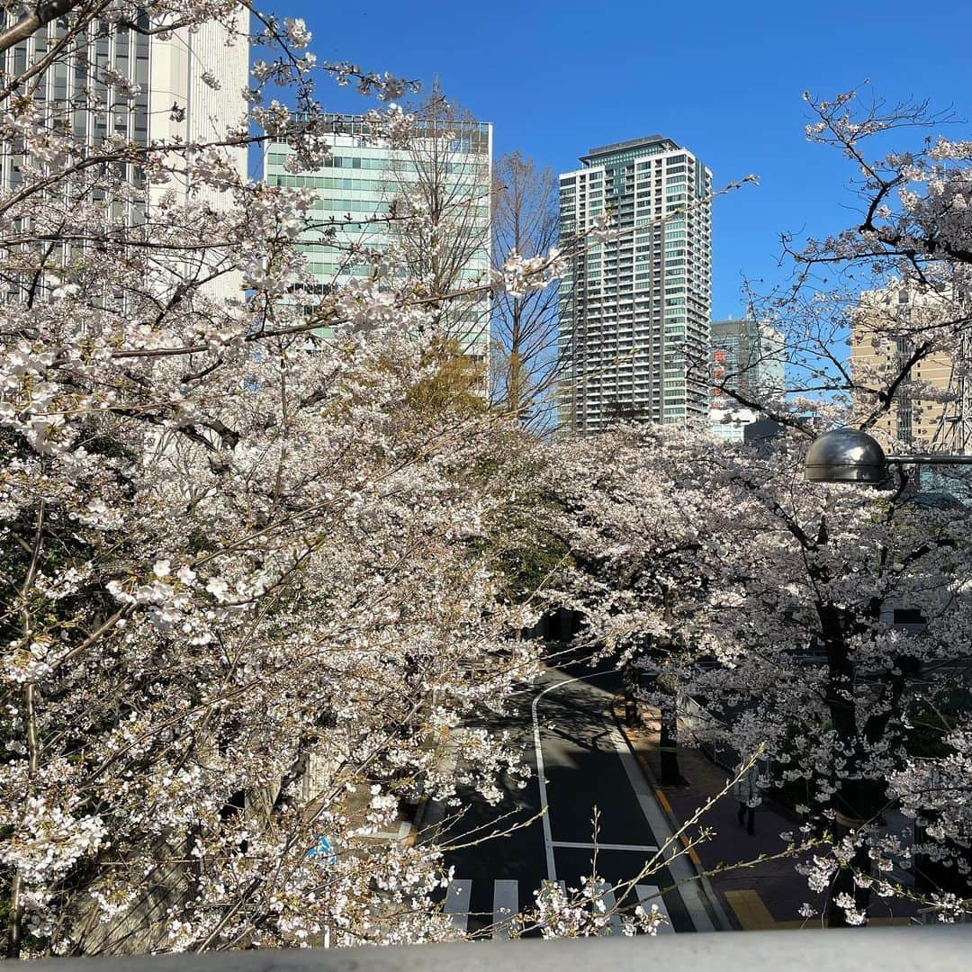 マシ・オカさんのインスタグラム写真 - (マシ・オカInstagram)「My favorite time of year in Japan.  #cherryblossoms #sakura #サクラ」3月23日 10時08分 - masioka