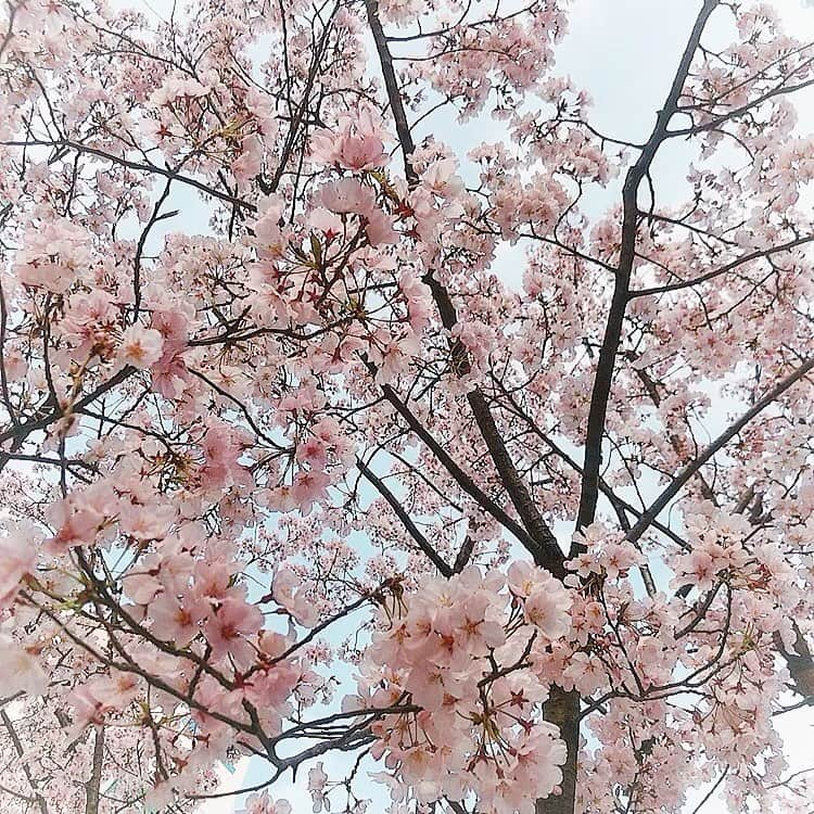 中村果生莉のインスタグラム：「🌸 . . いよいよ満開かな？  街全体が一瞬だけピンクに染まるこの貴重な時期が大好き🤗  それに加えて暖かいときたら、もう幸せすら感じます。笑笑  今月は、自分の限界とか今の自分のレベルの再確認というのもあって、初めて挑戦するような未知の領域のものも、とにかくいただいた仕事はぎゅうぎゅうに詰め込んで突っ走った🤣  実務以外にも資料作りとかも諸々重なって、ミーティングも深夜2時くらいまでやって毎日寝るのも4時、5時くらいだったから  翌日早い時にはそのまま仕事に行ったりしてたからこういう時にマスク生活はありがたいね😷✨笑  だけど、そんな生活しながらも、振り返ってみるとストレスではなく、充実感とか達成感、出来た感の方を多く感じられてたから、私の中でこれは良しよりの忙しさで、限界突破できた瞬間も多く感じられました😘💕  もちろん、心も身体も健康です🍀*゜  4月も不安やワクワクが入り混じる仕事がたくさんあるな〜😛  頑張ろう！！  早いもので間もなく今年も3ヶ月が終わろうとしていますね。  一日が終わる時には、少しでも充実してたと言える毎日を過ごしていきたいものです🍀  時間は有限⏰  必要だと感じるもの、必要だと感じる人には惜しみなくどんどん使っていきたいと強く感じるし  それによって、自分の心も満たされるね🙋‍♀️ . . . #桜 #満開 #春到来 #待ってました」