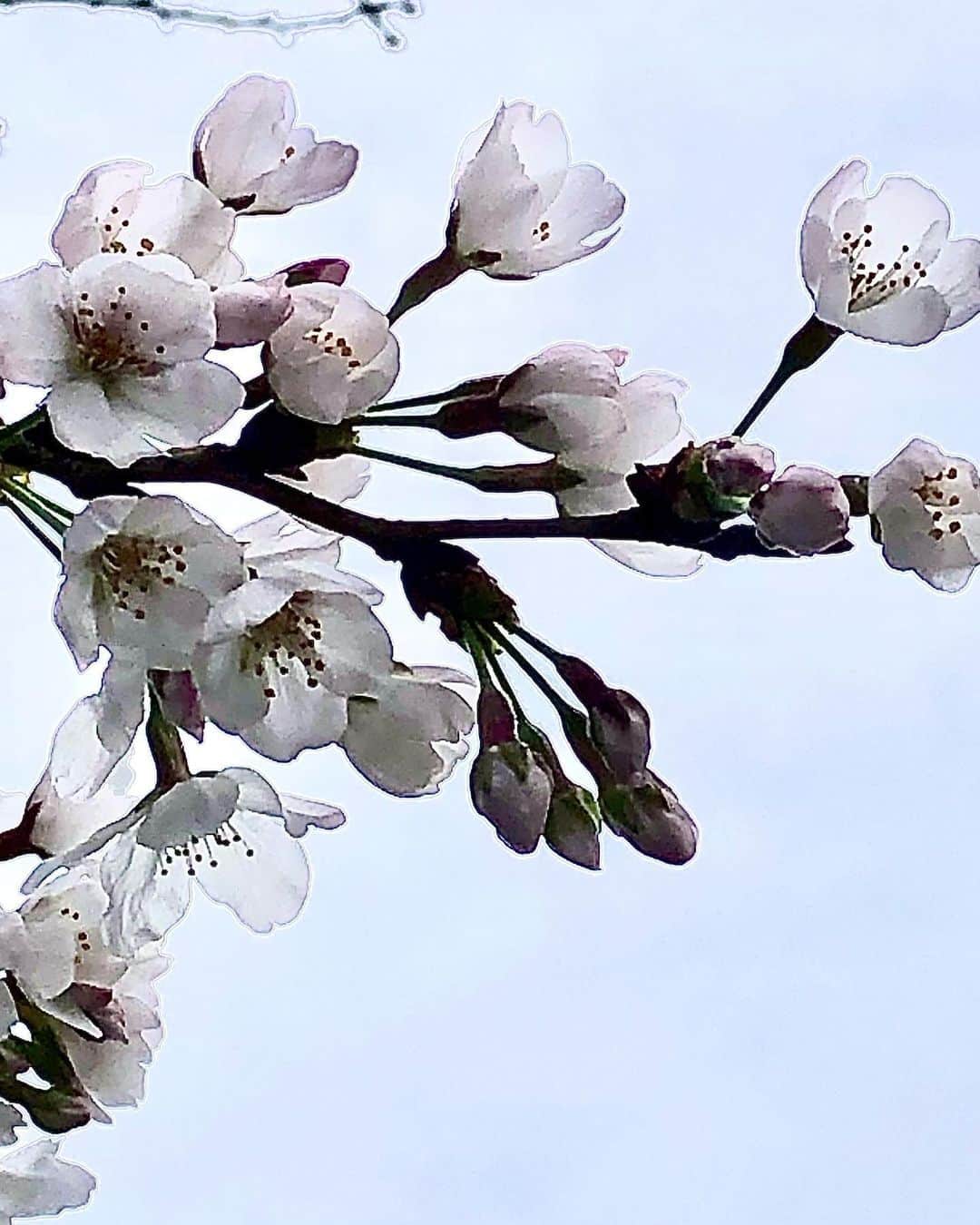 世良公則さんのインスタグラム写真 - (世良公則Instagram)「・・・・・・  オフィス近くの遊歩道  ふと見上げると  優しい季節がそこに  ・・・・・・  #世良公則 #masanorisera #japanesemusician #japaneseartist #japaneseculture #春 #桜 #cherryblossom #遊歩道 #beautiful」3月23日 12時00分 - masanorisera