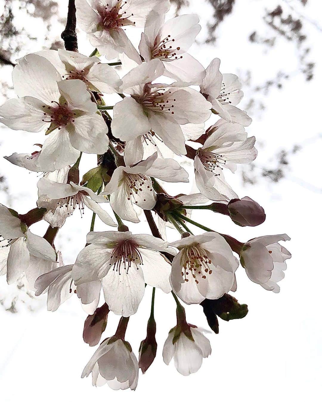 世良公則さんのインスタグラム写真 - (世良公則Instagram)「・・・・・・  オフィス近くの遊歩道  ふと見上げると  優しい季節がそこに  ・・・・・・  #世良公則 #masanorisera #japanesemusician #japaneseartist #japaneseculture #春 #桜 #cherryblossom #遊歩道 #beautiful」3月23日 12時00分 - masanorisera