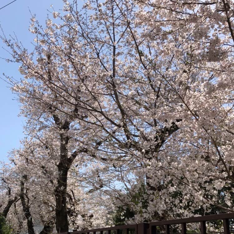 のインスタグラム：「🌸」