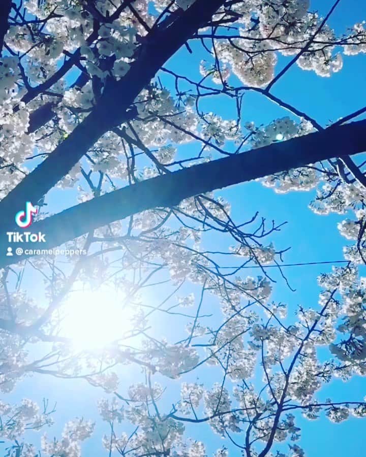 PASSER のインスタグラム：「『花束みたいな恋をした』  #勿忘  #cover  #tiktok」