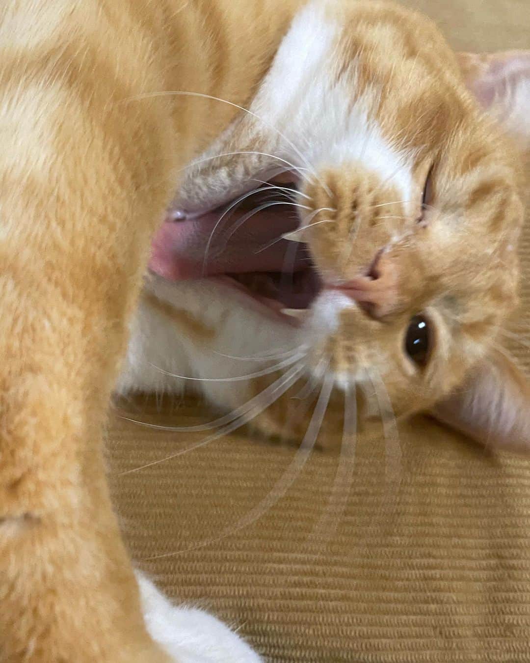 若林真帆のインスタグラム：「可愛い写真撮れた。🐱 #猫」