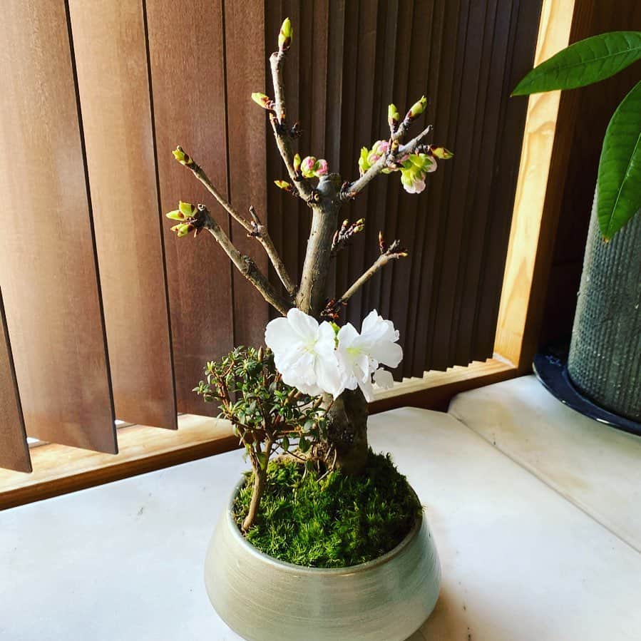 田中杏子さんのインスタグラム写真 - (田中杏子Instagram)「開花しました🌸　南殿桜（ナデンザクラ）と米躑躅（コメツツジ）のミニ盆栽。  こちらは、 @taeashida  さんのオンラインショウ@tae_ashida_official  のお知らせとともに届いたのですが、コレクションのテーマがLa maison dans la forêt (森の中の邸宅)だそうで、小さな森をお楽しみください、とのこと。本当にセンスのいい方です🥰🥰😭🙏　ありがとうございます。  ショウも素晴らしかったです👏❣️❣️  #akotanaka #taeashida」3月23日 15時11分 - akoakotanaka