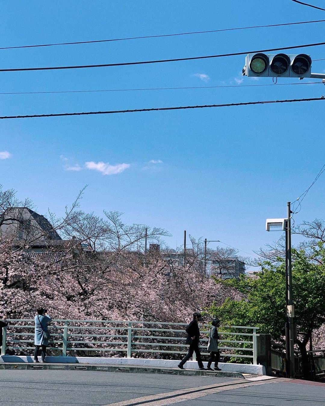 山本真莉さんのインスタグラム写真 - (山本真莉Instagram)「🌸🍃 . #spring #cherryblossom #green #春 #桜 #さくら」3月23日 15時41分 - ymmryl